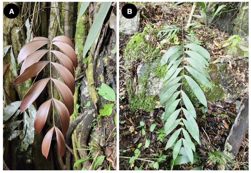 Ceratozamia chinantlensis photo 4