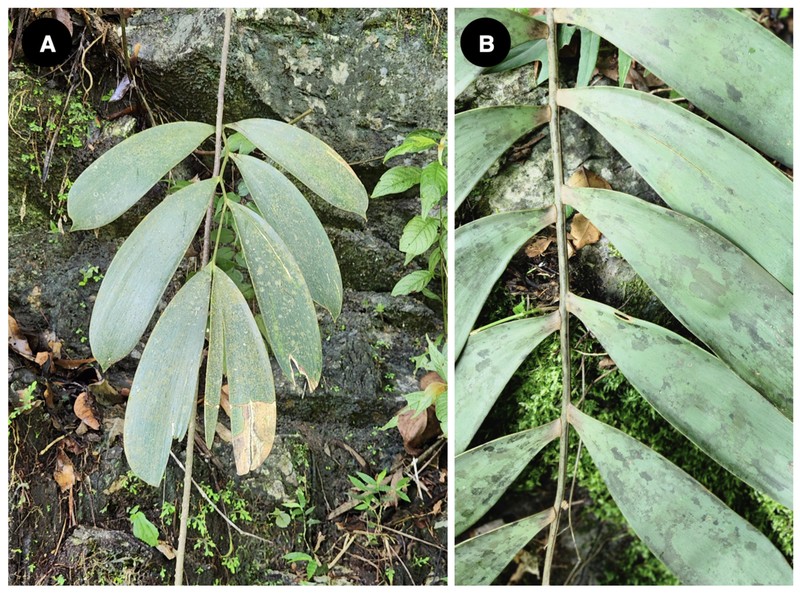Ceratozamia chinantlensis photo 5