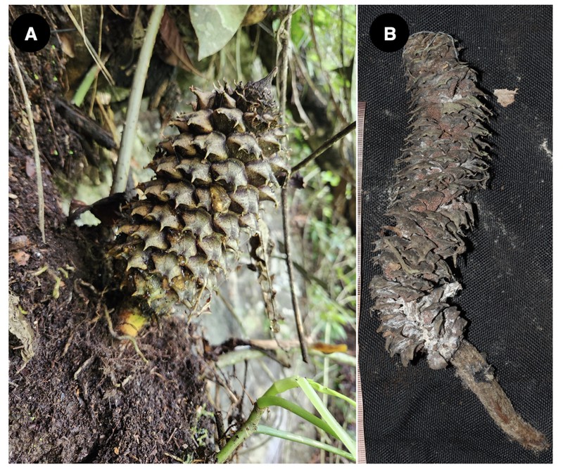Ceratozamia chinantlensis photo 6