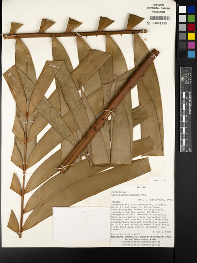 Ceratozamia osbornei