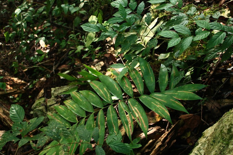 Ceratozamia reesii