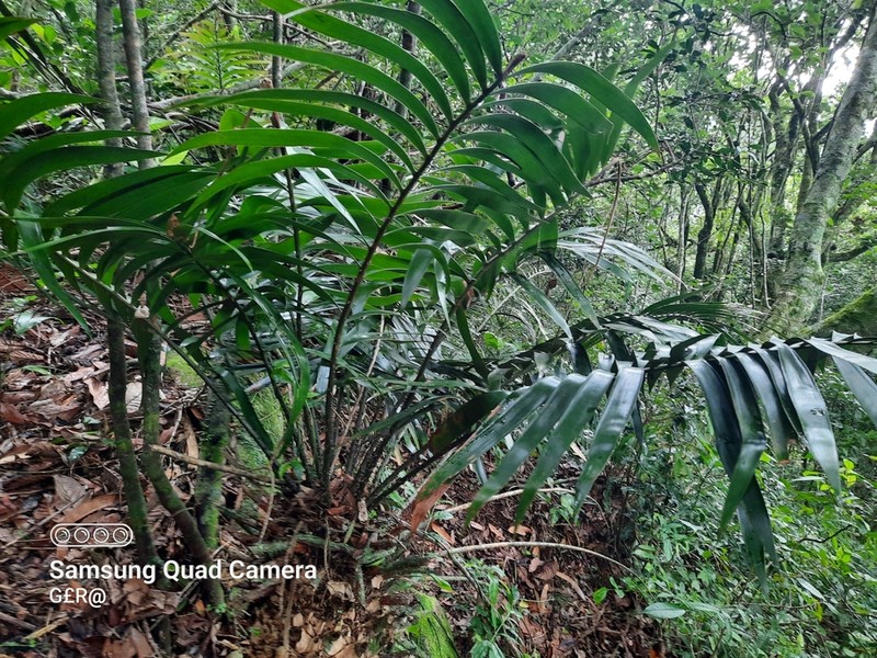Ceratozamia schiblii photo 2