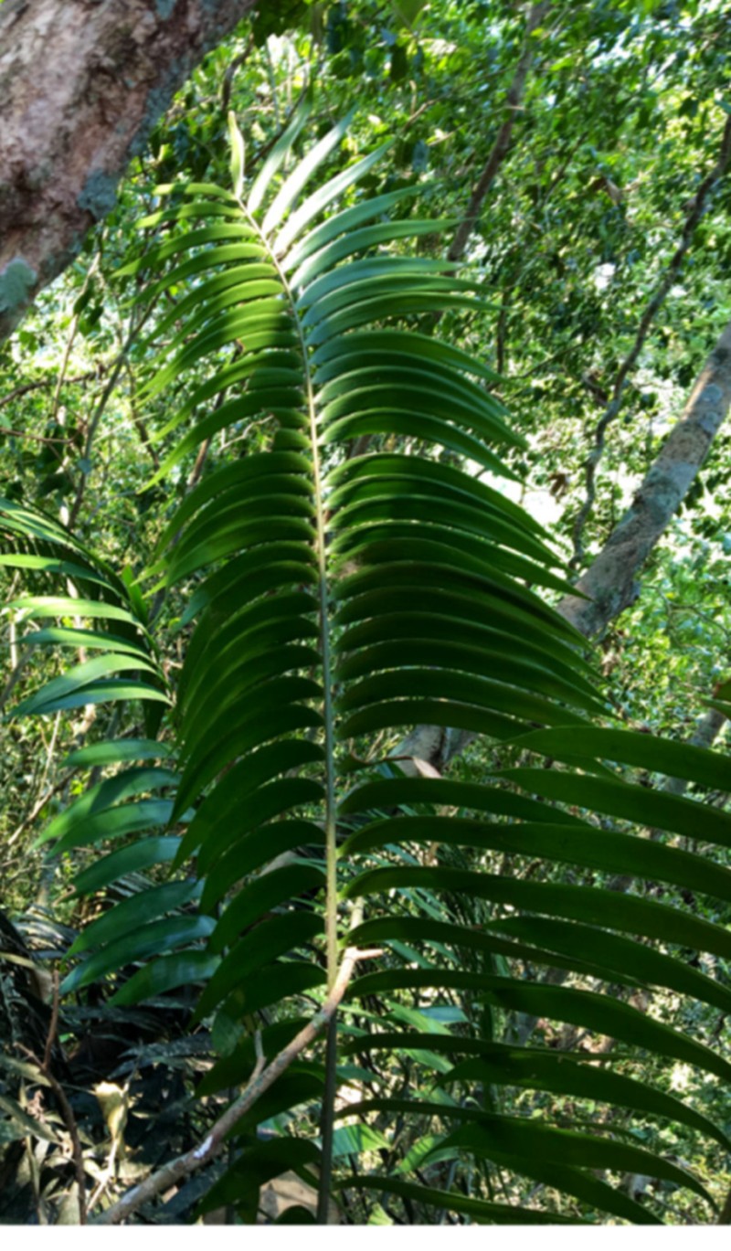 Ceratozamia schiblii