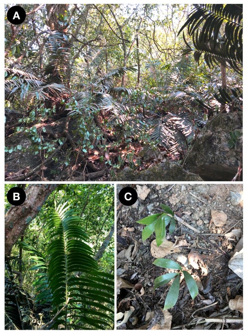 Ceratozamia schiblii photo 3