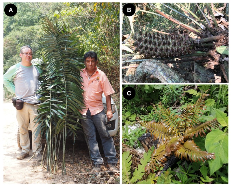 Ceratozamia schiblii photo 4