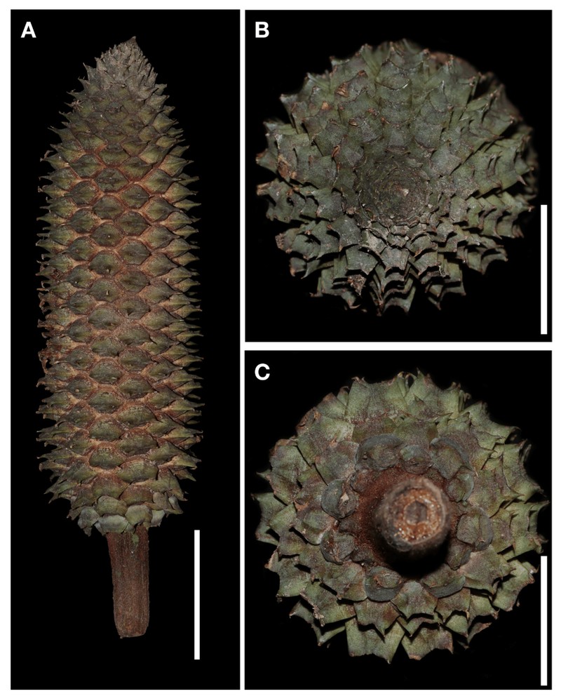 Ceratozamia schiblii photo 5