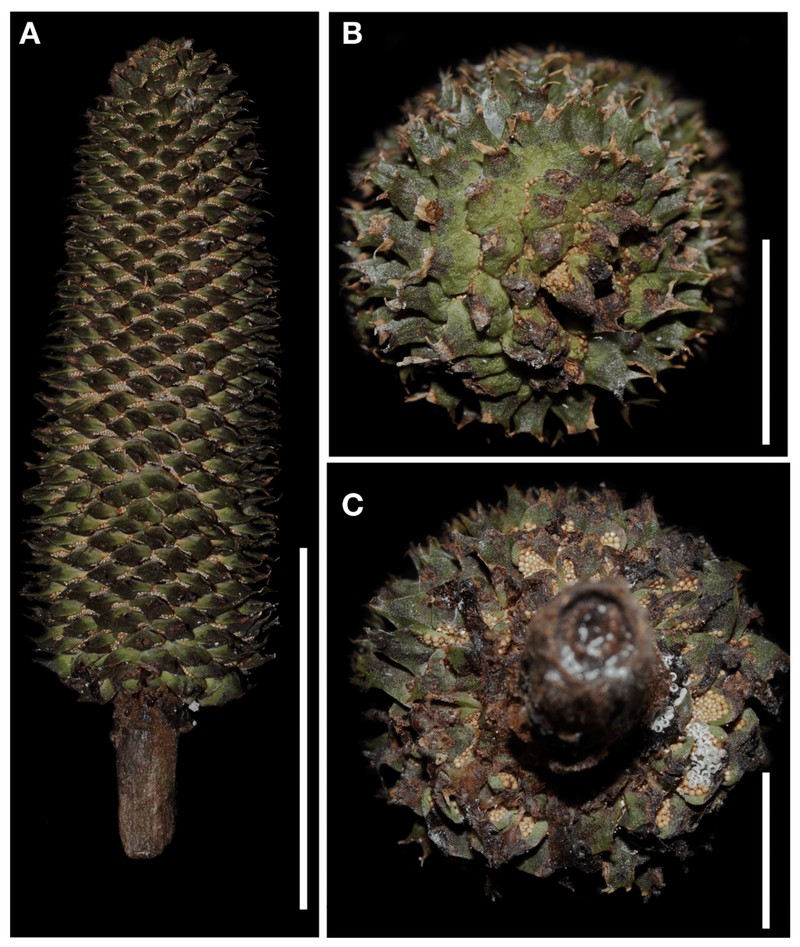 Ceratozamia schiblii photo 6