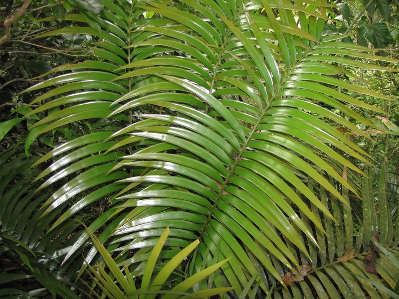 Ceratozamia subroseophylla