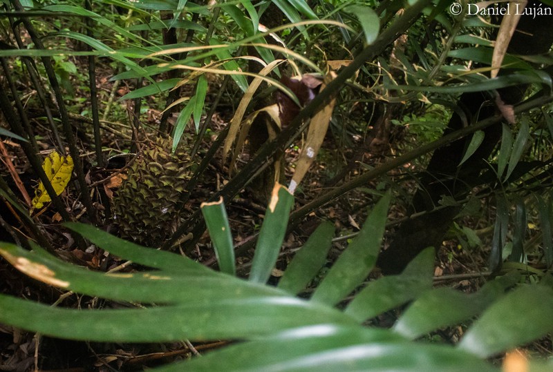 Ceratozamia subroseophylla photo 2