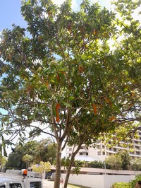 Kameduangel