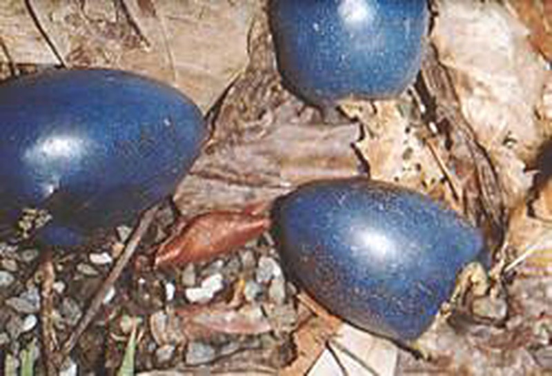 Kameduangel photo 3