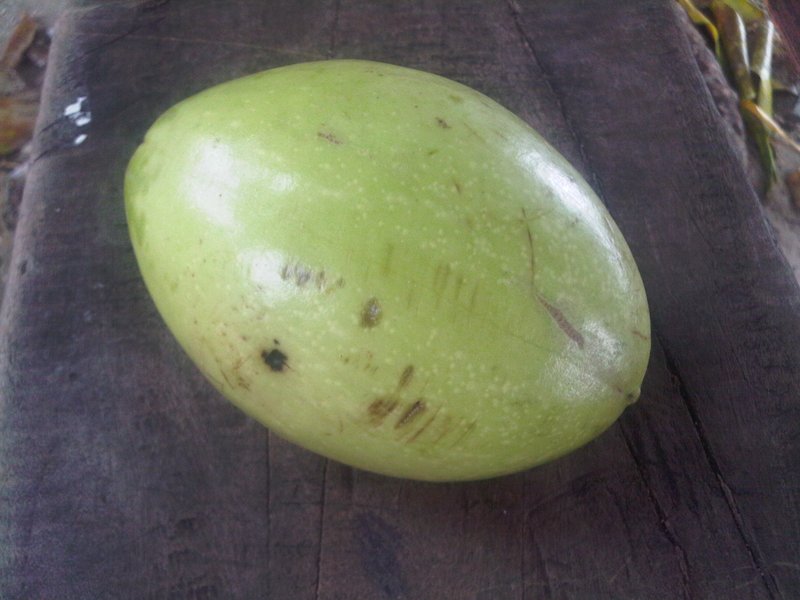 Sea-Mango photo 5