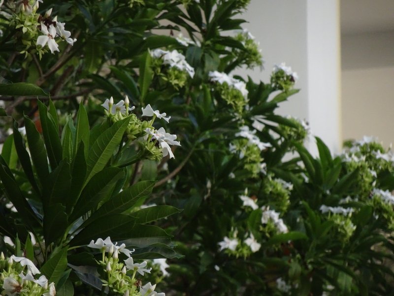 Sea-Mango photo 6