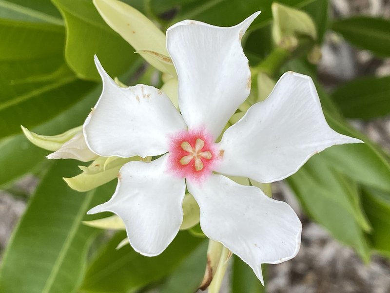 Sea-Mango photo 7