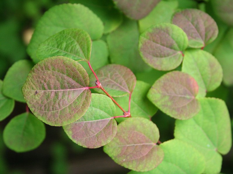 Katsura Tree photo 2