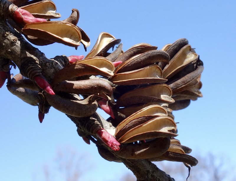 Katsura Tree photo 3