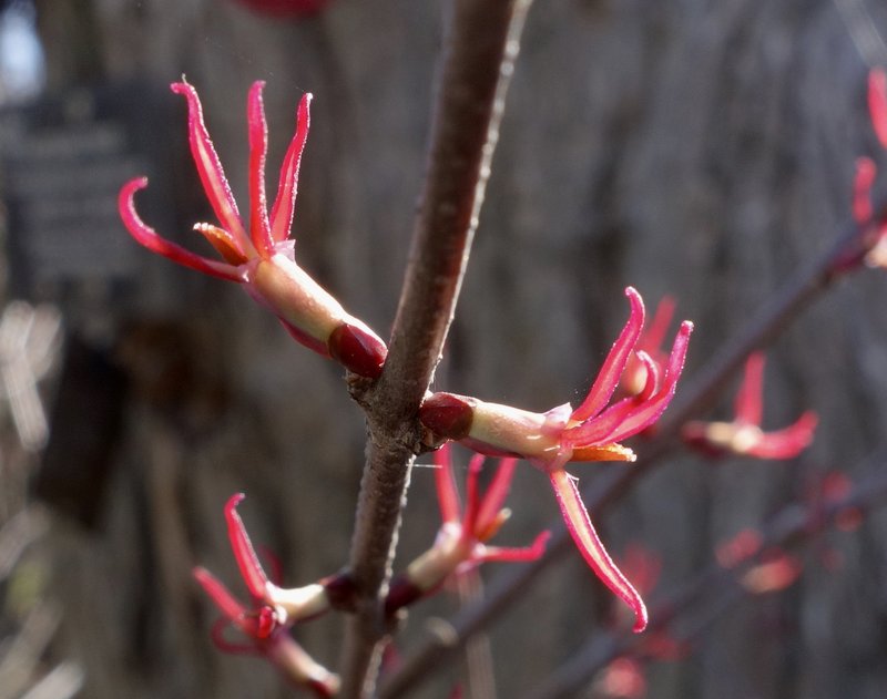 Katsura Tree photo 4