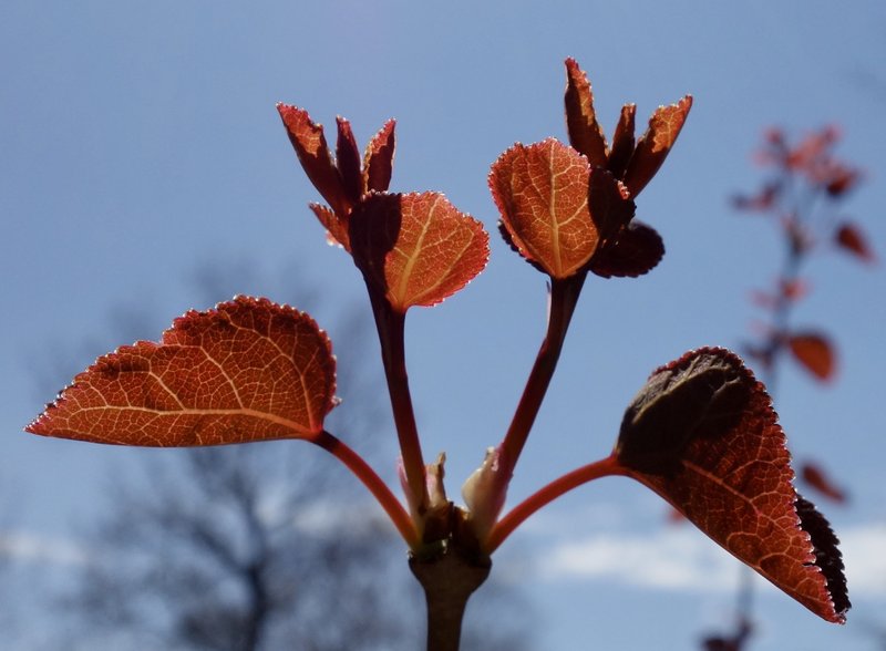 Katsura Tree photo 6