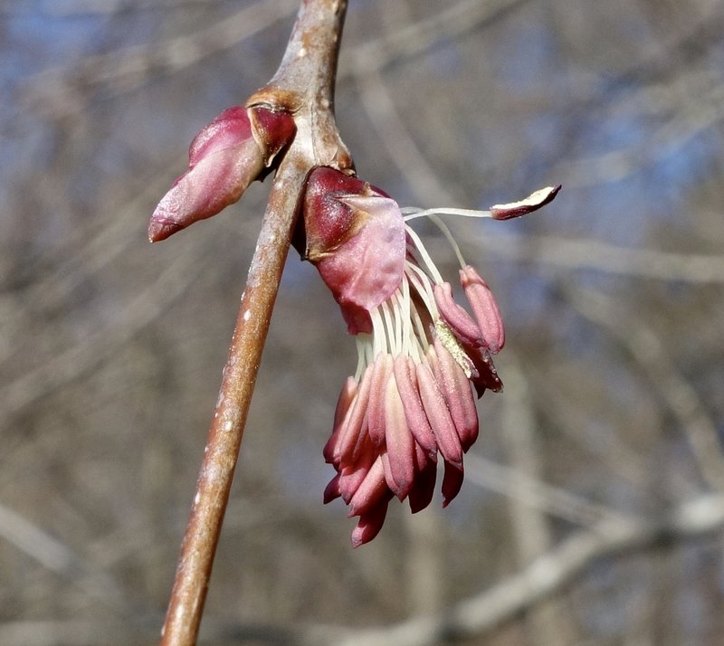 Katsura Tree photo 7