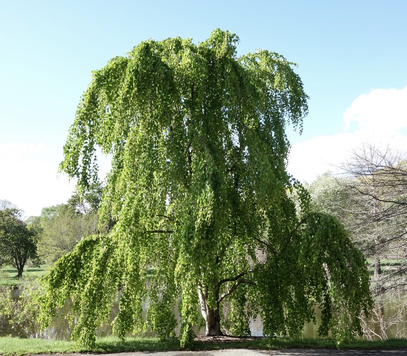 Katsura Tree photo 8