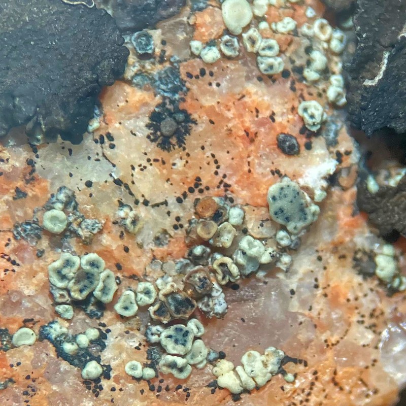 Cercidospora Lichen