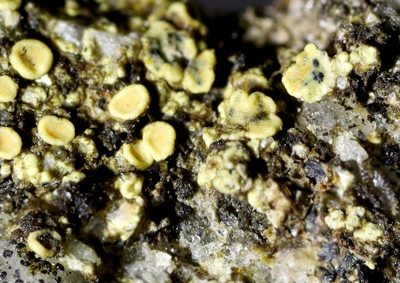 Cercidospora Lichen photo 2
