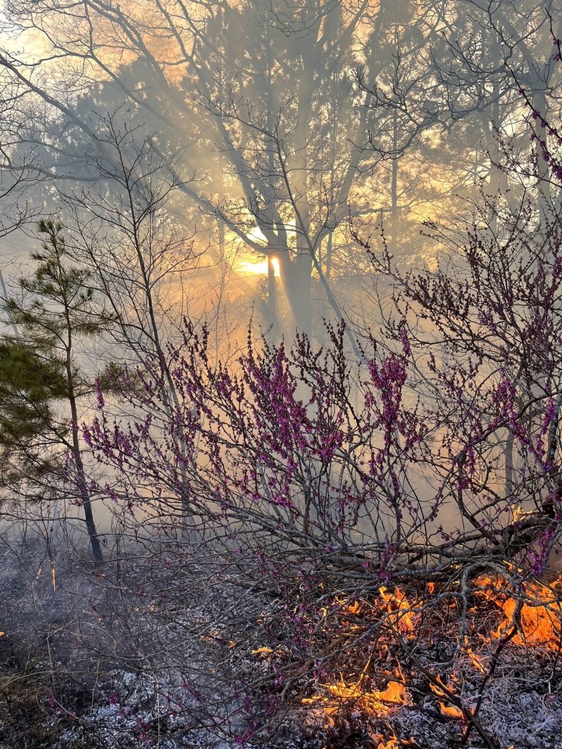 Eastern Redbud