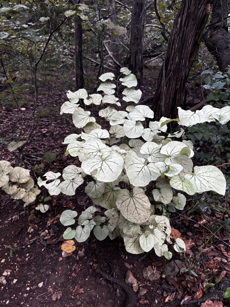 Eastern Redbud photo 2
