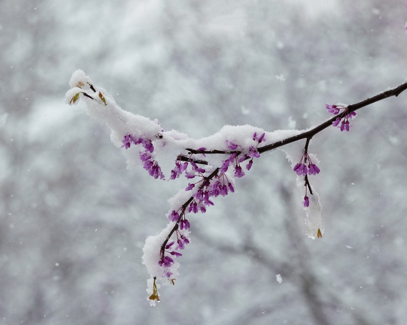 Eastern Redbud photo 3