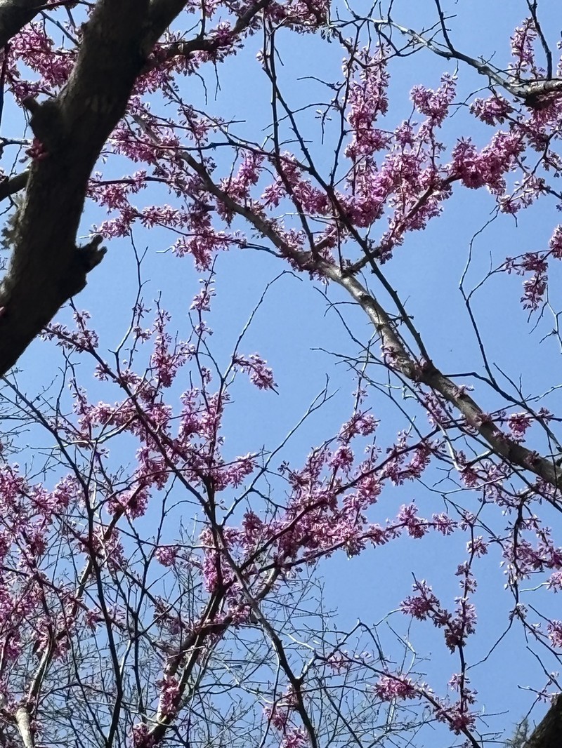 Eastern Redbud photo 5