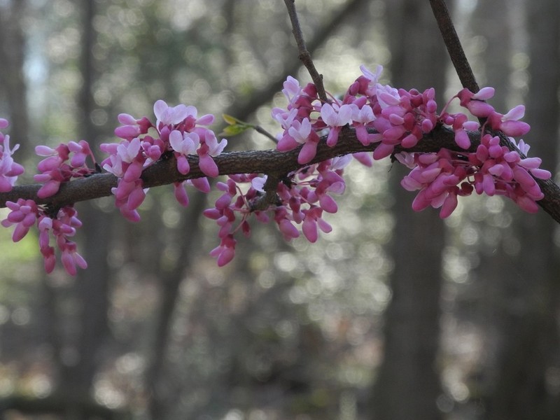 Eastern Redbud photo 6