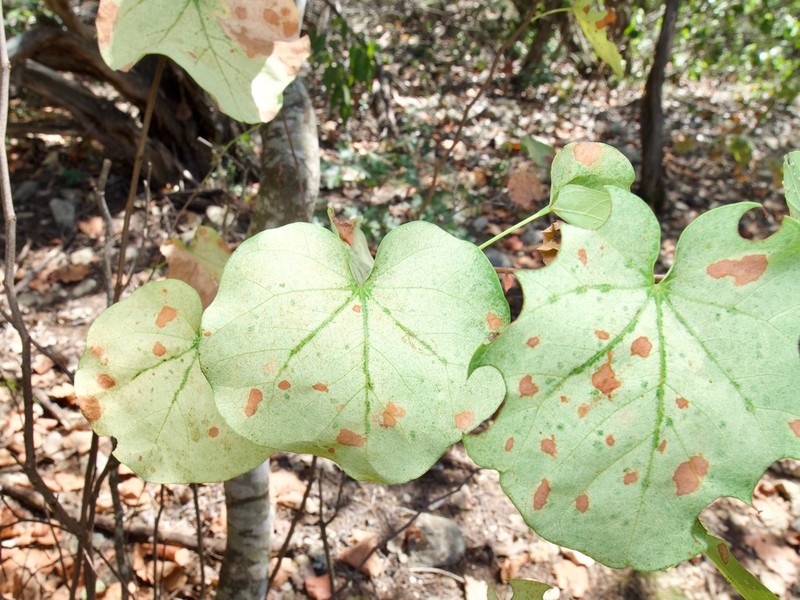 Eastern Redbud photo 7