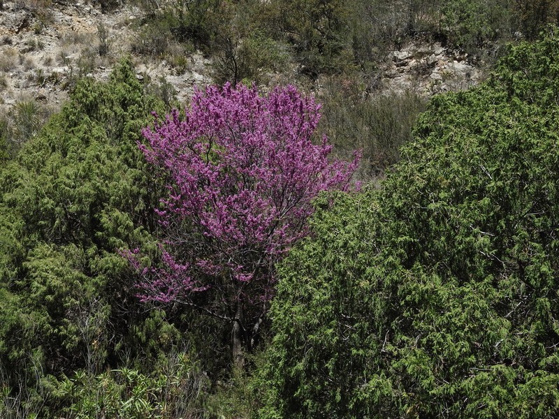 Eastern Redbud photo 8