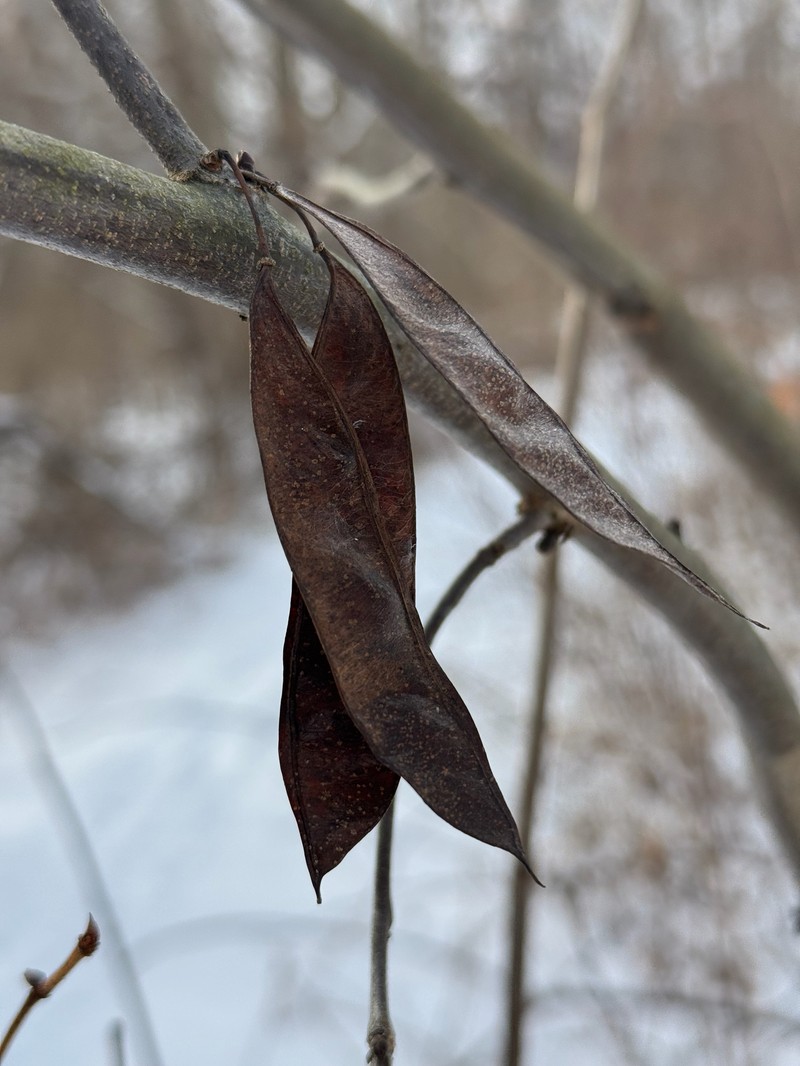 Cercis canadensis subsp. canadensis