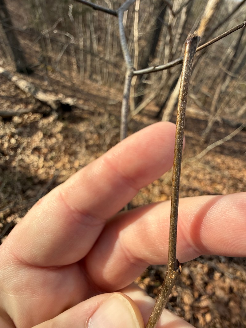 Cercis canadensis subsp. canadensis photo 2