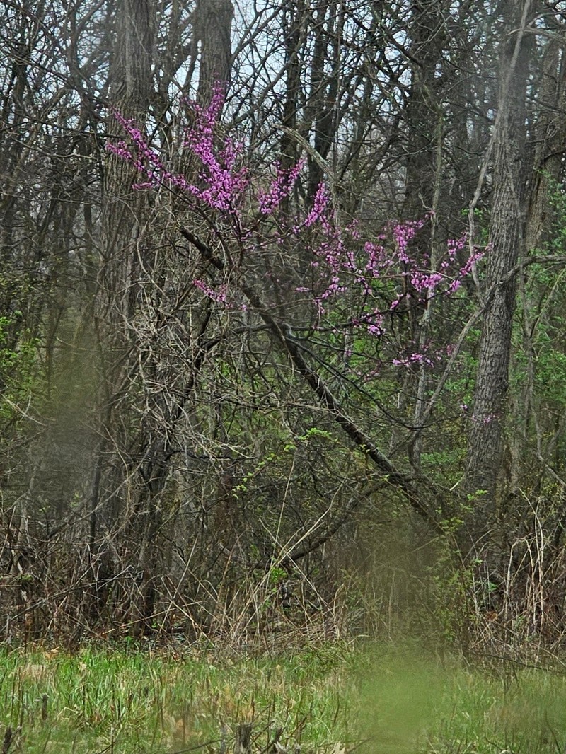 Cercis canadensis subsp. canadensis photo 5
