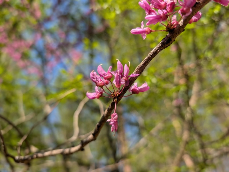 Cercis canadensis subsp. canadensis photo 6