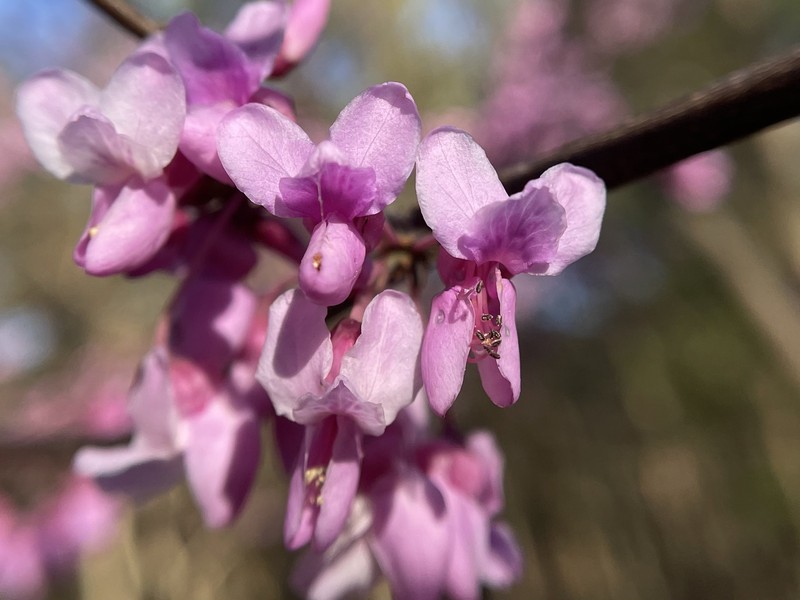 Cercis canadensis subsp. canadensis photo 7
