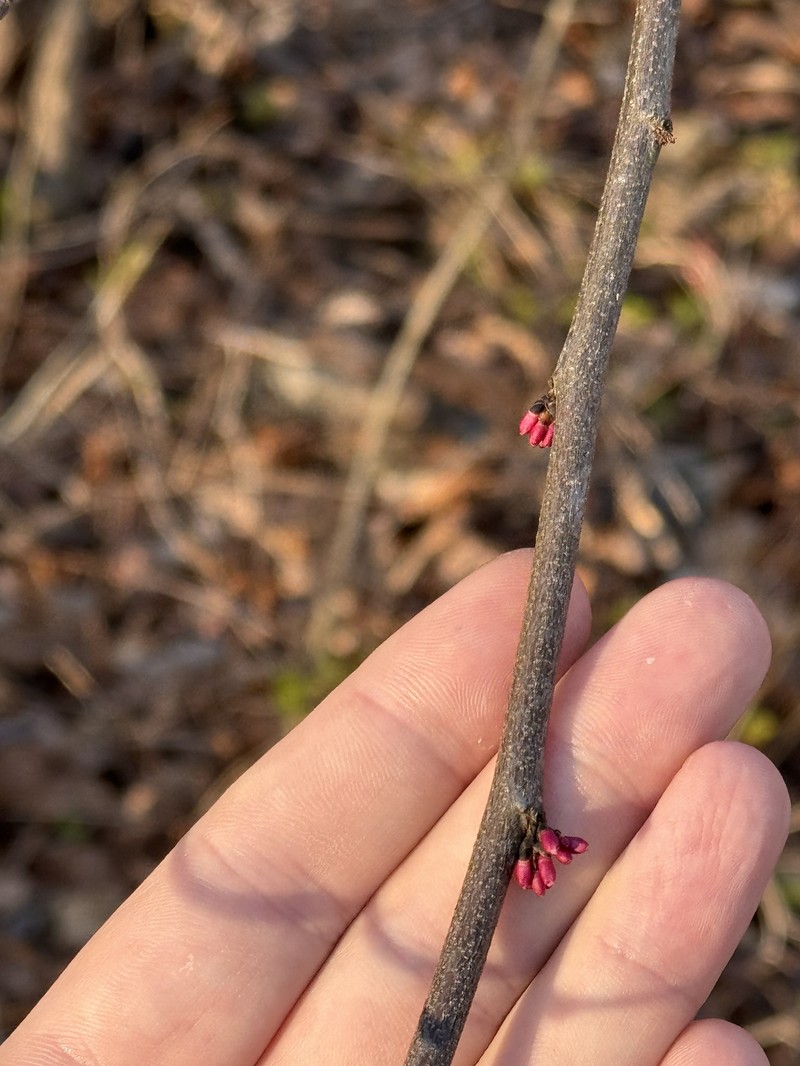 Cercis canadensis subsp. canadensis photo 8