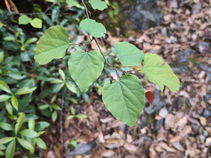 Cercis canadensis subsp. mexicana
