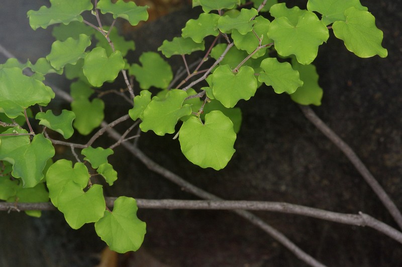 Cercis canadensis subsp. mexicana photo 2