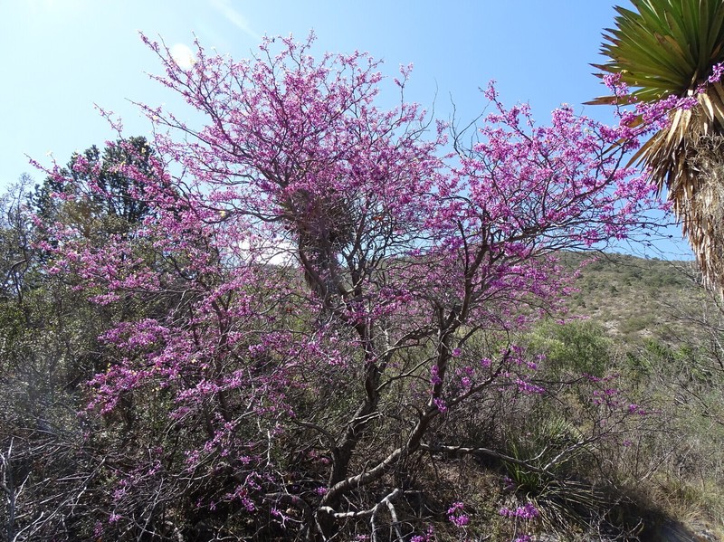 Cercis canadensis subsp. mexicana photo 3