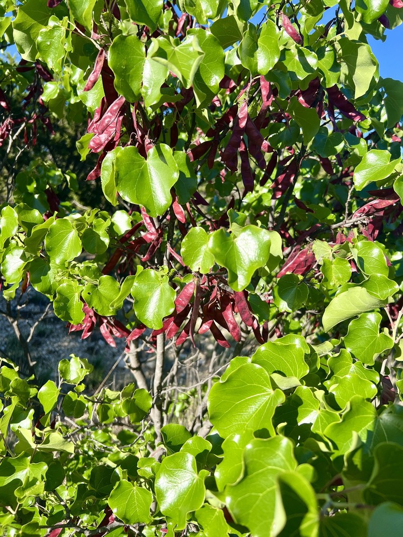 Cercis canadensis subsp. mexicana photo 4