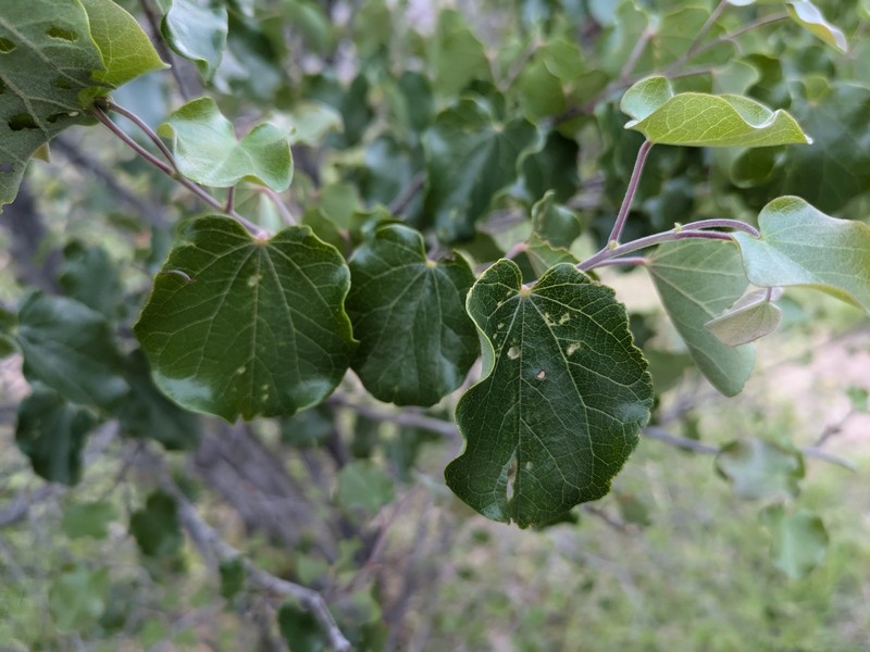 Cercis canadensis subsp. mexicana photo 5