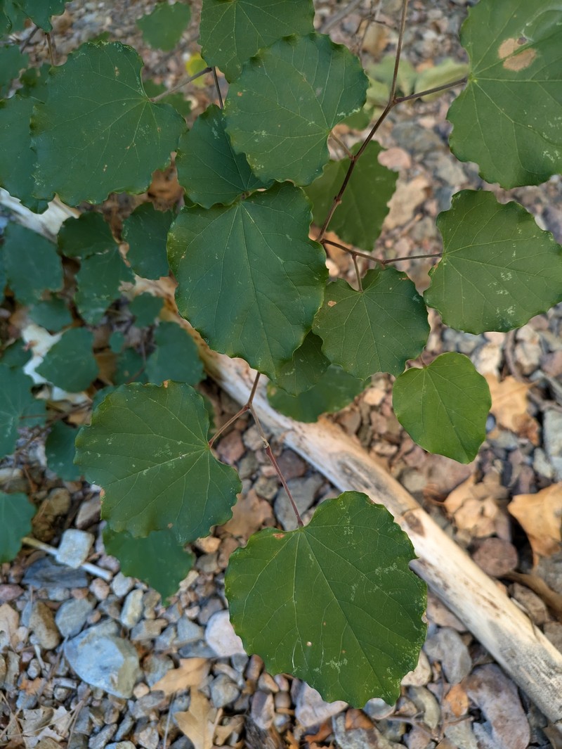 Cercis canadensis subsp. mexicana photo 6