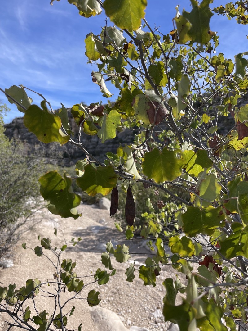 Cercis canadensis subsp. mexicana photo 7
