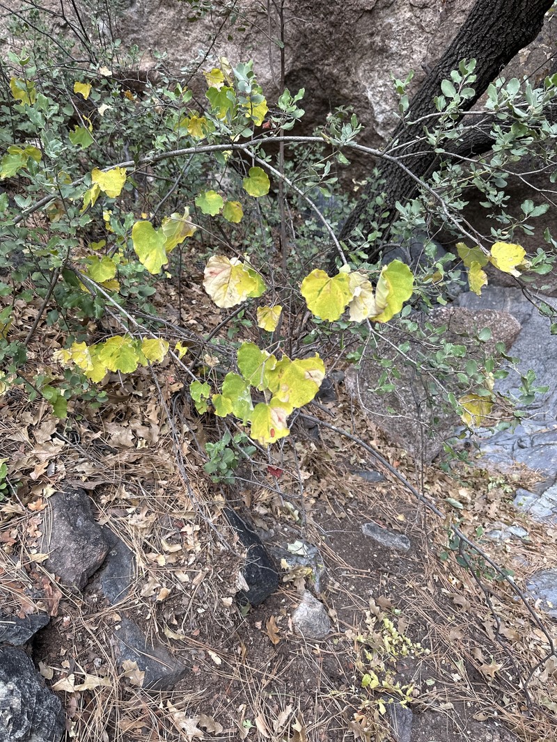 Cercis canadensis subsp. mexicana photo 8