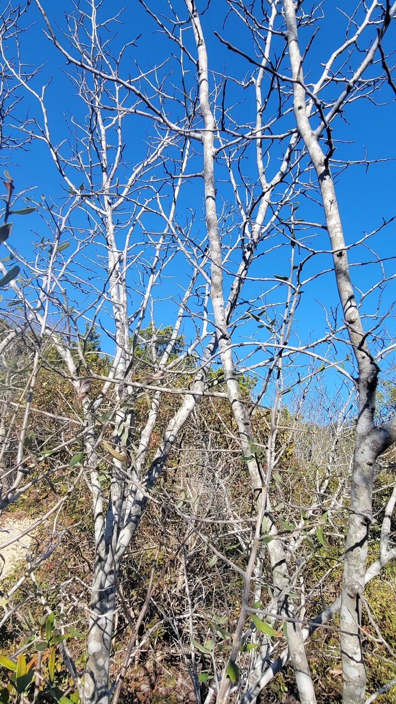 Cercis canadensis subsp. texensis