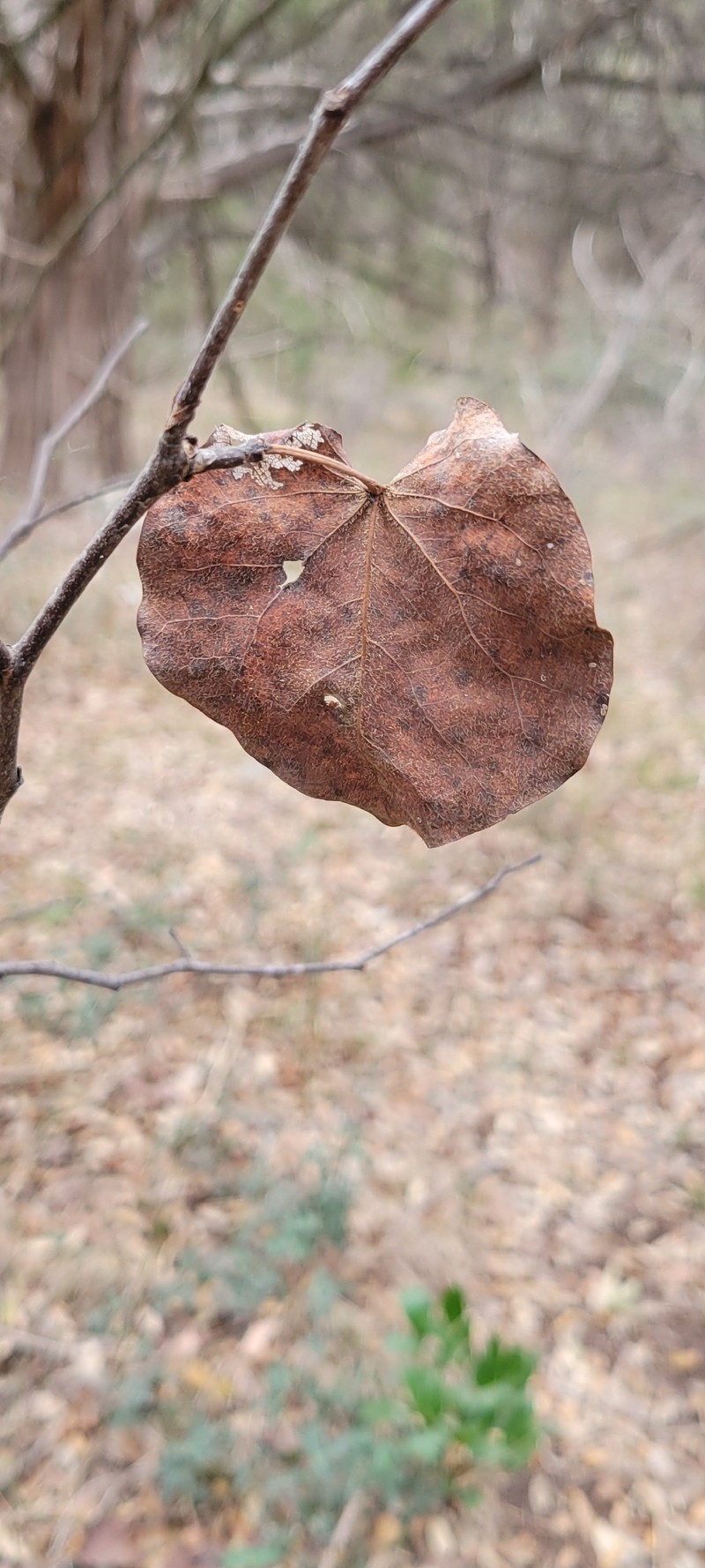 Cercis canadensis subsp. texensis photo 2