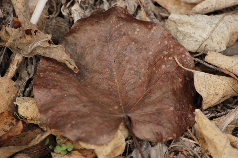 Cercis canadensis subsp. texensis photo 3